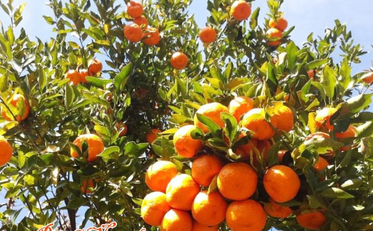 नेपालमा सुन्तला खेति प्रबिधि