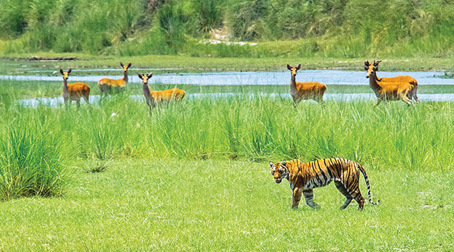 बर्दिया राष्ट्रिय निकुन्ज