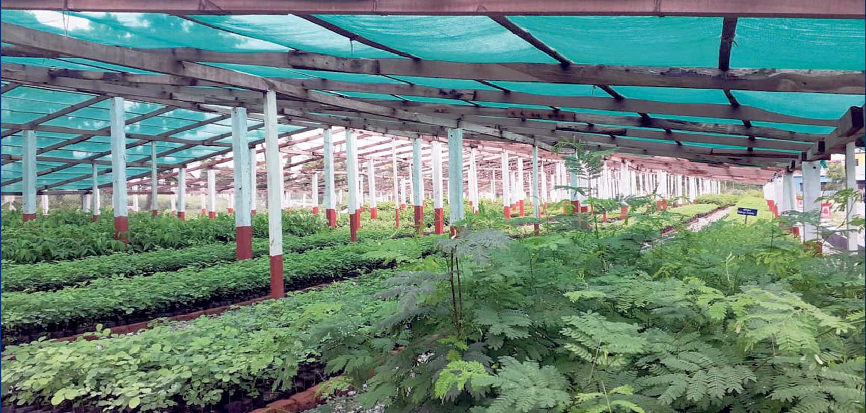 नर्सरी व्याड वनाउने प्रविधि